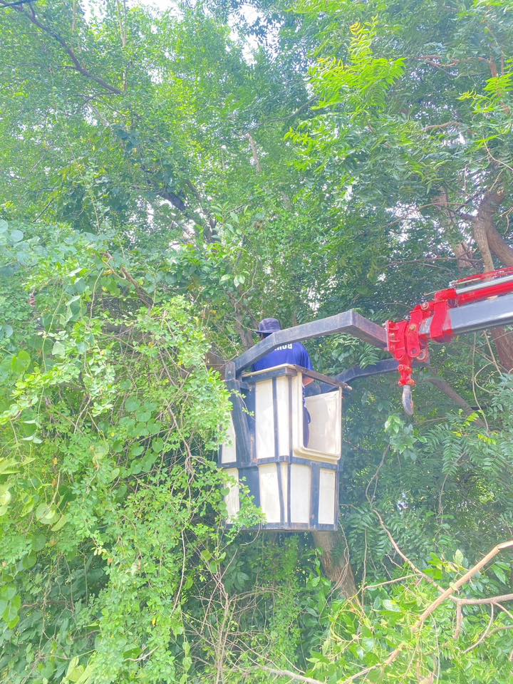 🌳🚧 พัฒนาหมู่บ้าน...เพื่อความปลอดภัยของทุกคนในชุมชน
🗓 วันพุธที่ 8 ตุลาคม 2568
องค์การบริหารส่วนตำบลสายทอง
โดยการนำของ นายสมศักดิ์ นิ่มพงษ์ นายกองค์การบริหารส่วนตำบลสายทอง
ได้มอบหมายให้เจ้าหน้าที่ กองช่าง ลงพื้นที่ร่วมดำเนินการ
✂️ ตัดแต่งกิ่งไม้ริมทาง บริเวณ หมู่ที่ 4 และหมู่ที่ 5 ตำบลสายทอง