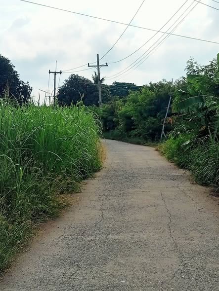 🚜🌿 จัดระเบียบภูมิทัศน์ เพื่อถนนที่ปลอดภัยและน่าใช้
องค์การบริหารส่วนตำบลสายทอง
นำโดย นายสมศักดิ์ นิ่มพงษ์ นายกองค์การบริหารส่วนตำบลสายทอง มอบหมายให้เจ้าหน้าที่ กองช่าง พร้อมรถตัดหญ้า ลงพื้นที่ดำเนินการ
✂️ ตัดหญ้าและเก็บกวาดบริเวณไหล่ทางริมถนน ในเขตพื้นที่ตำบลสายทอง